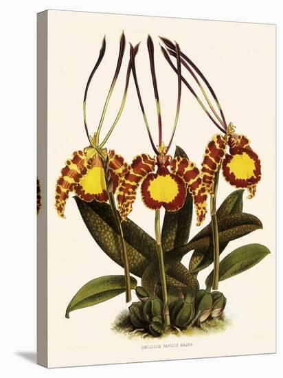 Oncidium Papilio-John Nugent Fitch-Stretched Canvas