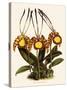 Oncidium Papilio-John Nugent Fitch-Stretched Canvas