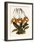 Oncidium Papilio-John Nugent Fitch-Framed Giclee Print