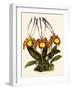 Oncidium Papilio-John Nugent Fitch-Framed Giclee Print