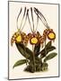 Oncidium Papilio-John Nugent Fitch-Mounted Giclee Print