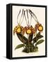 Oncidium Papilio-John Nugent Fitch-Framed Stretched Canvas