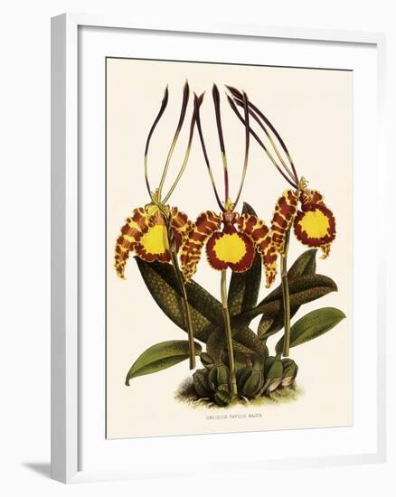 Oncidium Papilio-John Nugent Fitch-Framed Giclee Print