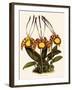 Oncidium Papilio-John Nugent Fitch-Framed Giclee Print