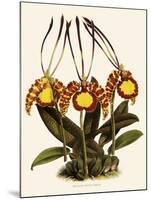 Oncidium Papilio-John Nugent Fitch-Mounted Giclee Print