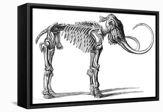 Oncoul Mammoth, 19th Century Artwork-Science Photo Library-Framed Stretched Canvas