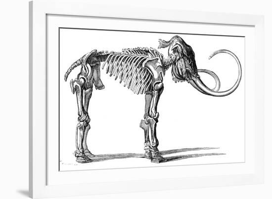 Oncoul Mammoth, 19th Century Artwork-Science Photo Library-Framed Photographic Print