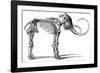 Oncoul Mammoth, 19th Century Artwork-Science Photo Library-Framed Photographic Print