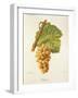 Ondenc Grape-J. Troncy-Framed Giclee Print