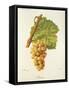 Ondenc Grape-J. Troncy-Framed Stretched Canvas