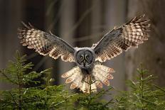 Action Scene from the Forest with Owl. Flying Great Grey Owl, Strix Nebulosa, above Green Spruce Tr-Ondrej Prosicky-Photographic Print