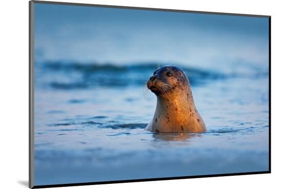 Photographic Print, , large