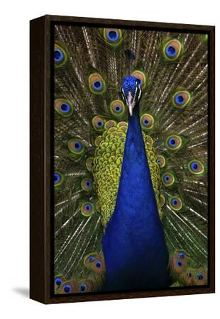 Beautiful Bird Male Indian Peacock, Pavo Cristatus, Showing its