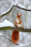 Tawny Owl Snow Covered in Snowfall during Winter. Wildlife Scene from Nature. Snow Cover Tree with-Ondrej Prosicky-Photographic Print