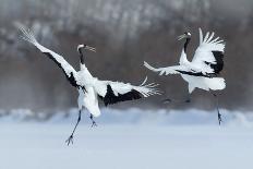 Dancing Pair of Red-Crowned Crane with Open Wing in Flight, with Snow Storm, Hokkaido, Japan-Ondrej Prosicky-Photographic Print