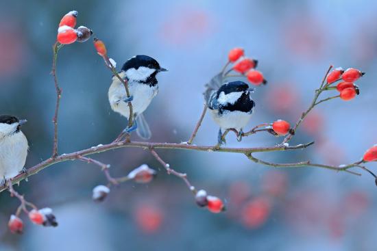 Premium Photographic Print, , large