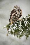 Action Scene from the Forest with Owl. Flying Great Grey Owl, Strix Nebulosa, above Green Spruce Tr-Ondrej Prosicky-Photographic Print