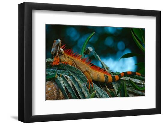 Premium Photographic Print, , large