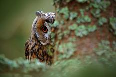 Action Scene from the Forest with Owl. Flying Great Grey Owl, Strix Nebulosa, above Green Spruce Tr-Ondrej Prosicky-Photographic Print