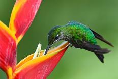 Nice Hummingbird Green-Crowned Brilliant, Heliodoxa Jacula, with Beautiful Red Flower. Bird Sucking-Ondrej Prosicky-Photographic Print