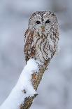 Tawny Owl Snow Covered in Snowfall during Winter. Wildlife Scene from Nature. Snow Cover Tree with-Ondrej Prosicky-Photographic Print