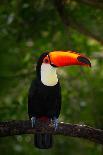 Toco Toucan, Big Bird with Orange Bill, in the Nature Habitat, Pantanal, Brazil. Orange Beak Toucan-Ondrej Prosicky-Photographic Print