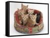 One Black and Five Ginger Kittens in a Soft Cat Bed-Mark Taylor-Framed Stretched Canvas