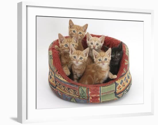 One Black and Five Ginger Kittens in a Soft Cat Bed-Mark Taylor-Framed Photographic Print