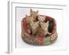 One Black and Five Ginger Kittens in a Soft Cat Bed-Mark Taylor-Framed Photographic Print