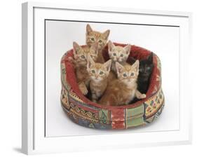 One Black and Five Ginger Kittens in a Soft Cat Bed-Mark Taylor-Framed Photographic Print