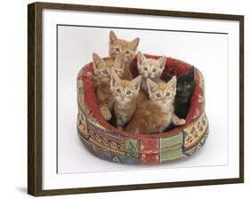 One Black and Five Ginger Kittens in a Soft Cat Bed-Mark Taylor-Framed Photographic Print