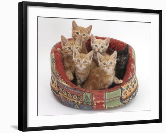 One Black and Five Ginger Kittens in a Soft Cat Bed-Mark Taylor-Framed Photographic Print