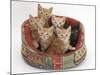 One Black and Five Ginger Kittens in a Soft Cat Bed-Mark Taylor-Mounted Photographic Print
