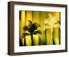 One Blond-Andrew Michaels-Framed Photographic Print