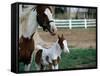 One Day Old Horse with Mother-Chris Rogers-Framed Stretched Canvas