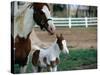 One Day Old Horse with Mother-Chris Rogers-Stretched Canvas