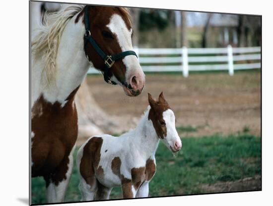 One Day Old Horse with Mother-Chris Rogers-Mounted Photographic Print