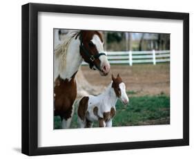 One Day Old Horse with Mother-Chris Rogers-Framed Photographic Print