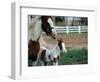 One Day Old Horse with Mother-Chris Rogers-Framed Photographic Print