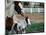 One Day Old Horse with Mother-Chris Rogers-Mounted Photographic Print