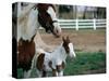 One Day Old Horse with Mother-Chris Rogers-Stretched Canvas