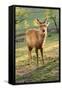 One Deer in Nara Park in the Morning, Japan, Asia.-elwynn-Framed Stretched Canvas