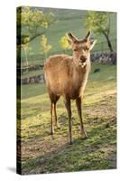 One Deer in Nara Park in the Morning, Japan, Asia.-elwynn-Stretched Canvas