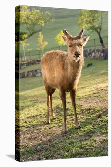 One Deer in Nara Park in the Morning, Japan, Asia.-elwynn-Stretched Canvas