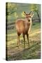 One Deer in Nara Park in the Morning, Japan, Asia.-elwynn-Stretched Canvas