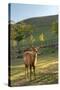 One Deer in Nara Park in the Morning, Japan, Asia.-elwynn-Stretched Canvas