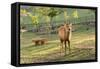 One Deer in Nara Park in the Morning, Japan, Asia.-elwynn-Framed Stretched Canvas