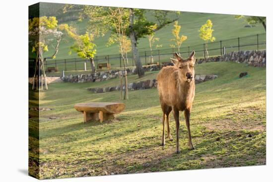 One Deer in Nara Park in the Morning, Japan, Asia.-elwynn-Stretched Canvas