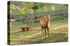 One Deer in Nara Park in the Morning, Japan, Asia.-elwynn-Stretched Canvas