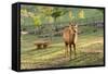 One Deer in Nara Park in the Morning, Japan, Asia.-elwynn-Framed Stretched Canvas